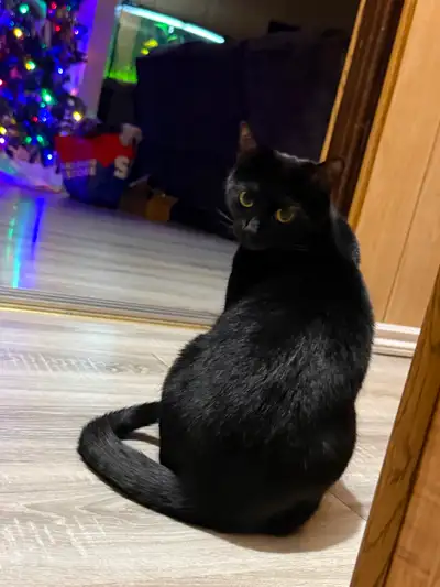 Black cat female, View more