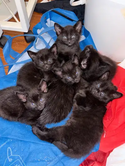 Siamese x Russian blue kittens , View more