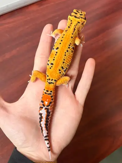 Leopard gecko, View more