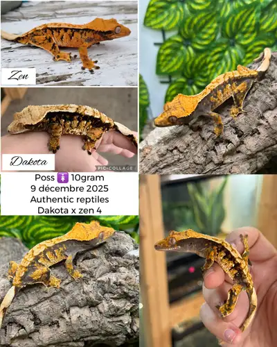 gecko à crête , View more