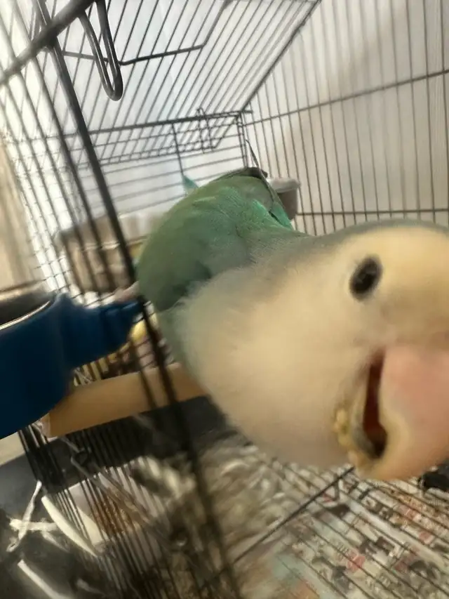 2  hand tamed Breeding lovebirds! Beautiful colours in Birds for Rehoming in Delta/Surrey/Langley - Image 10