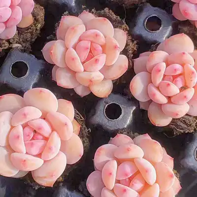 50 Mystery Succulent Seeds $10 • Free Shipping, View more