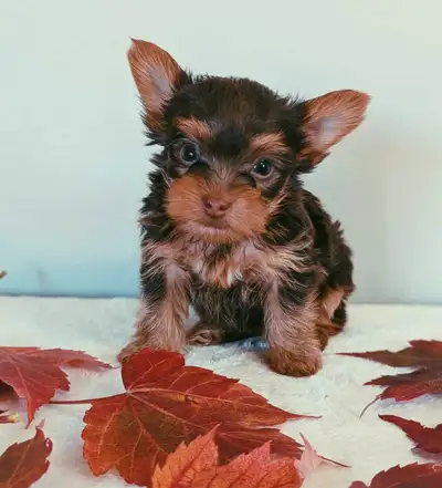 Tiny Male Yorkie Puppies, View more