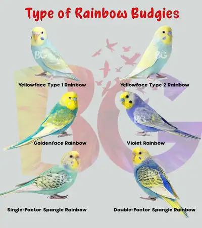 Budgie flock reduction, View more