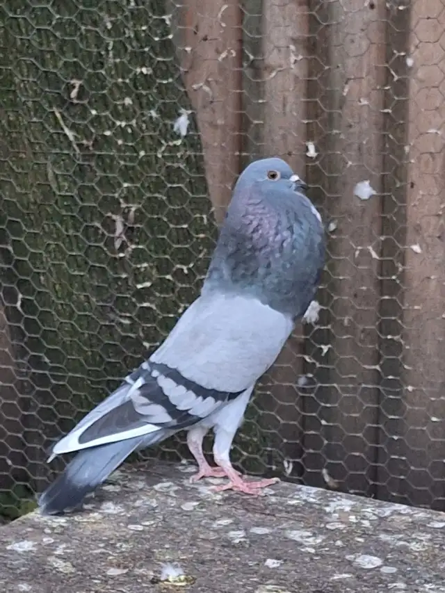 pigeons for sale | Birds for Rehoming | City of Toronto | Free local ...