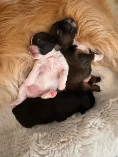 Puppies for Sale (Shih Tzu), View more