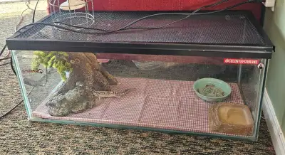 Leopard, gecko and tank., View more