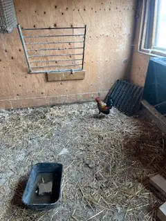 Banty chickens for sale., View more
