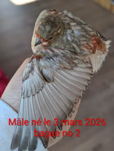 Canaris ailes grises mosaïque rouge, View more