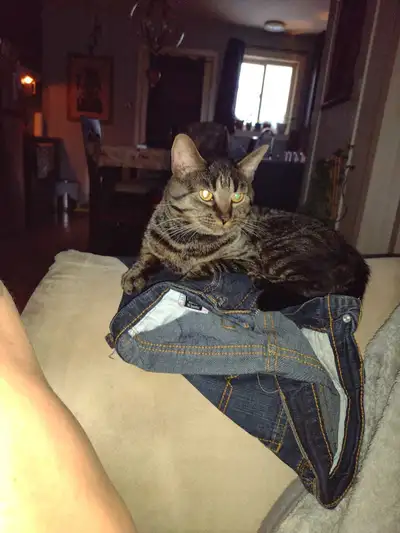 chatton mix bengal, View more