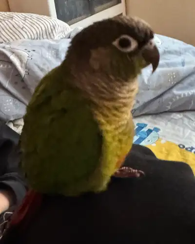Sweet, Smart & Social Green Cheek Conure for Sale – $450!, View more