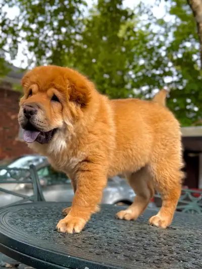 Say hello to this charming little lion! This purebred male Chow Chow puppy is not just stunning—he’s...