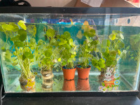 Hydrocotyle vulgaire(Plant aquarium）