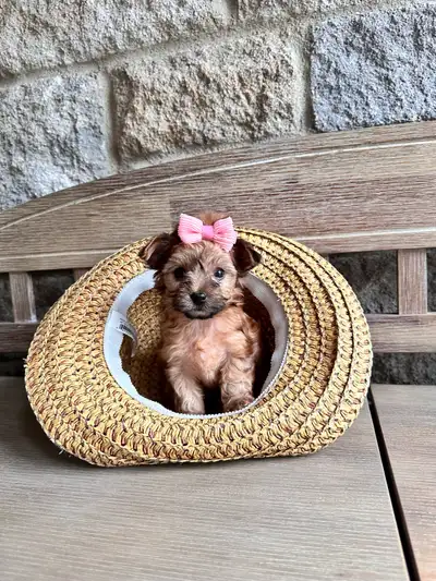 She is looking for her furever home, she will Go home with first shot of vaccines, dewormed and micr...