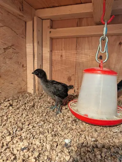 Hatched April 20 ready to go off heat soon. $25 each or buy all 4 for $95