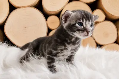 Bengal Mix Kittens! Super Playful & Ready Now!, View more