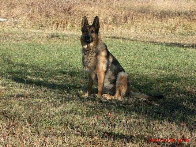 Available! CKC Female German Shepherd in Dogs & Puppies for Rehoming in Hamilton - Image 9