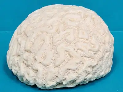 Vintage Large Brain Coral Specimen, View more