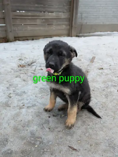 German Shepherd Puppies, View more