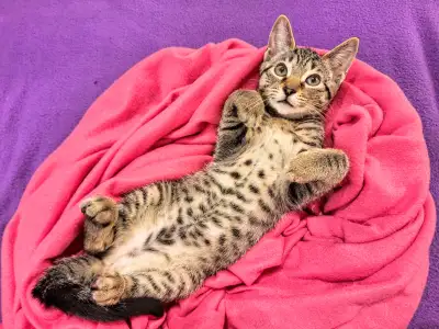Gorgeous Bengal X Tabby Kitten Female, View more