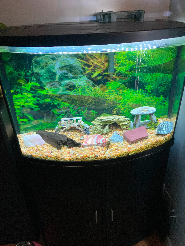 36 Gallon bow tank with stand, filter, heater, air pump | Accessories | St.  Catharines | Kijiji