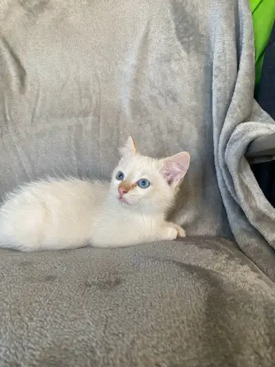 Friendly kittens