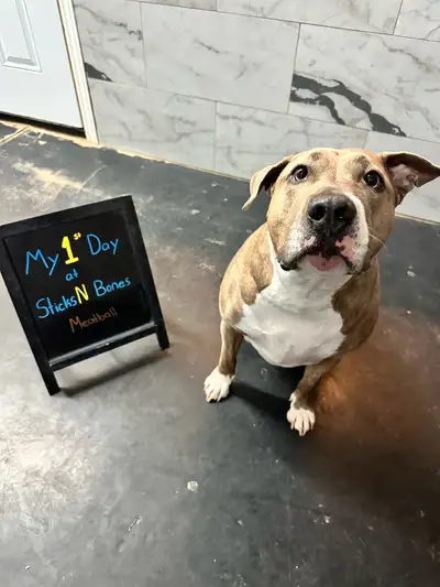 Daycare | Boarding | Grooming , View more
