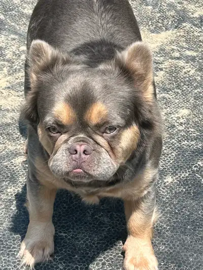 French bulldog adult female, View more