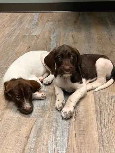 Pointer Doodle Puppies, Only 2 females left., View more