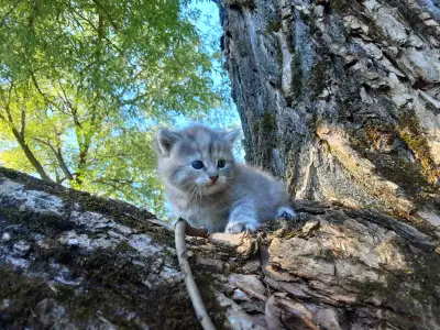Magnifiques chatons à vendre, View more