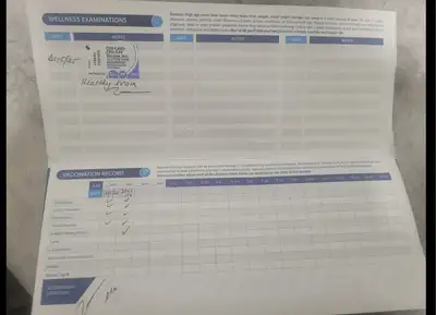 Shih Tzu puppy, View more