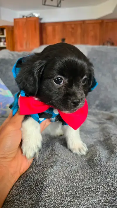 Pekingese & Pom puppies, View more