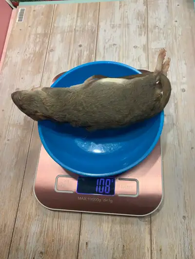  Frozen Feeders - Large Rats , View more