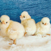Buff Polish Chicks -SOLD