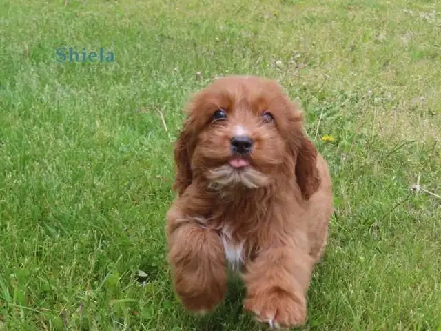 Cockapoo puppies for sale in Dogs & Puppies for Rehoming in Kitchener / Waterloo - Image 3