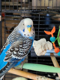 2 Budgies - Male with cage