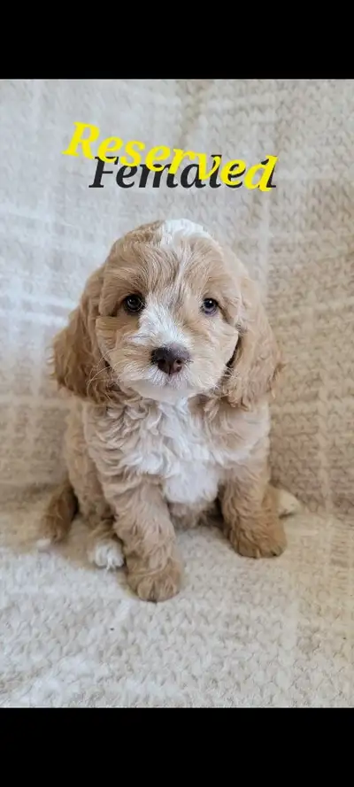 Cockapoo puppies, View more