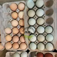 Chicks and hatching eggs
