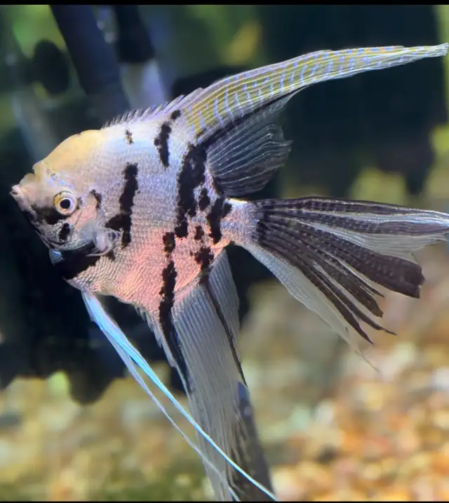 Angle Fish in Fish for Rehoming in London - Image 2