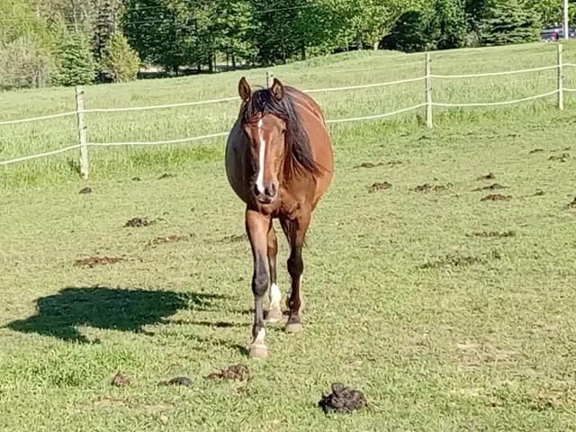 3yo Purebred Arabian filly in Horses & Ponies for Rehoming in Owen Sound - Image 11