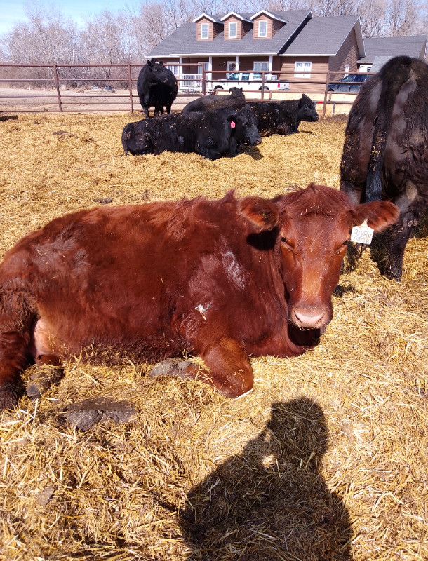 Bred Hamco Angus Heifers in Livestock in Portage la Prairie - Image 3