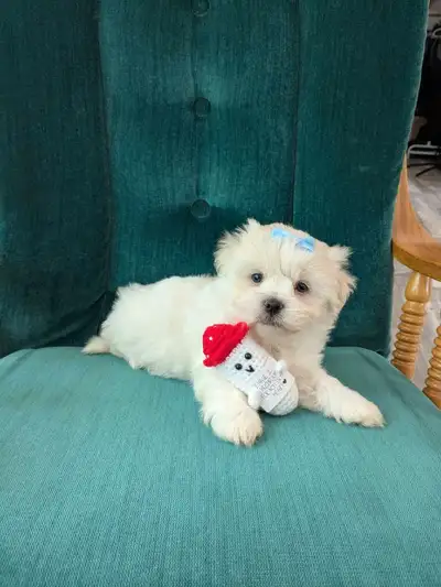 Puppies are healthy happy and playful. They are sweethearts :) There are 2 females and 2 males to ch...