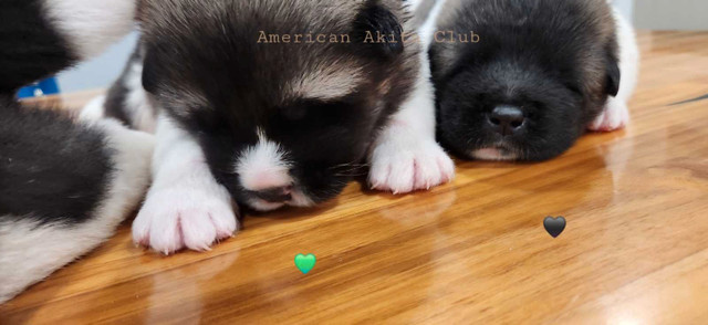 3 American Akita Puppies remaining in Dogs & Puppies for Rehoming in City of Toronto - Image 2