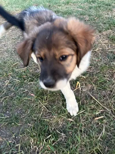 Purebred Tornjak puppies, 2 females. Tornjaks are livestock guardians, and will protect their home f...