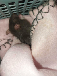 Pet baby rats 