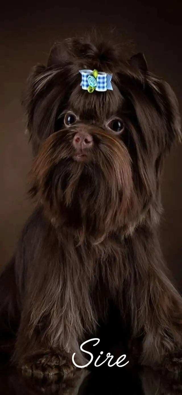 Rare dark chocolate yorkie puppies in Dogs & Puppies for Rehoming in City of Toronto - Image 8