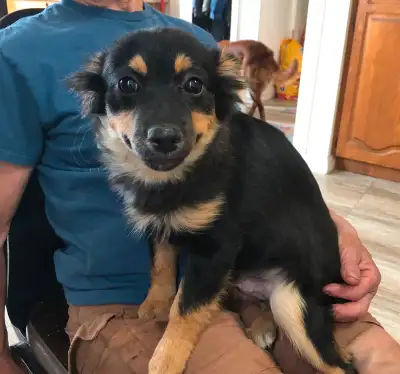 These guys are very fun and cute and ready to go. They have been working hard on house training. The...