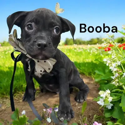 Mix rescue pitt, View more