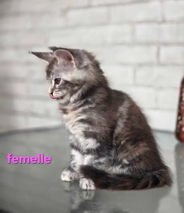 Maine coon chatons