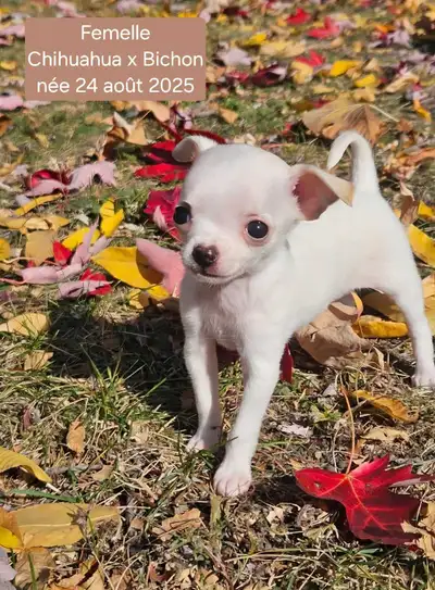 Petits Chihuahuas et croisés, View more